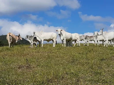 Fazenda/Sítio com 3 Quartos à venda, 1790000m² no , Natividade da Serra