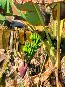 Lote/Terreno à venda, 1000m² no , Paraisópolis