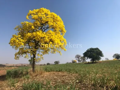Fazenda/Sítio com 1 Quarto à venda, 4960000m² no Área Rural de Fernandópolis, Fernandópolis