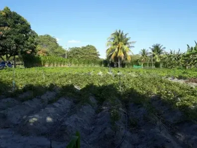 Fazenda/Sítio com 3 Quartos à venda, 15000m² no , Lagoa Salgada