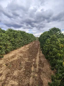 Fazenda/Sítio à venda, 42350m² no , Monte Santo de Minas