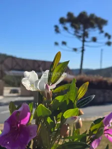 Lote/Terreno à venda, 736m² no Centro, Rancho Queimado