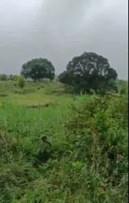 Fazenda/Sítio à venda, 2000m² no , Joaquim Gomes