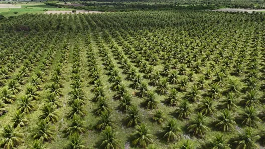 Fazenda/Sítio com 2 Quartos à venda, 270000m² no , Touros