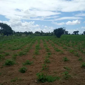 Fazenda/Sítio com 3 Quartos à venda, 60000m² no , Vera Cruz