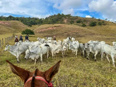 Fazenda/Sítio com 6 Quartos à venda, 8960000m² no , Antônio Dias