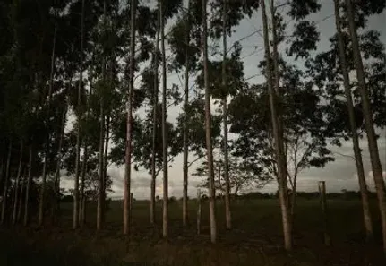 Fazenda/Sítio com 1 Quarto à venda, 1182444m² no , Ribeirão do Largo