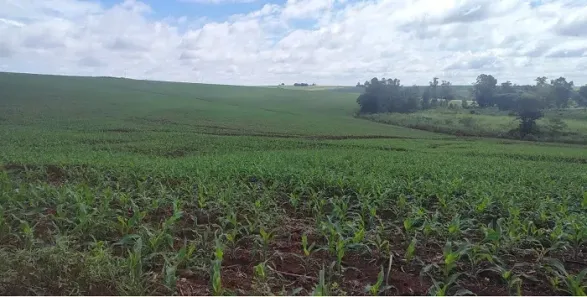 Fazenda/Sítio à venda, 5396600m² no , Cornélio Procópio