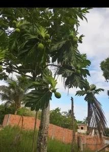 Lote/Terreno à venda, 260m² no Cassange, Salvador