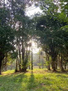 Lote/Terreno à venda, 99363m² no SÃO MIGUEL, Campo Alegre