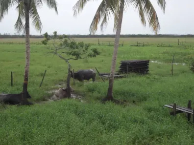 Fazenda/Sítio à venda, 98000000m² no , Pracuúba