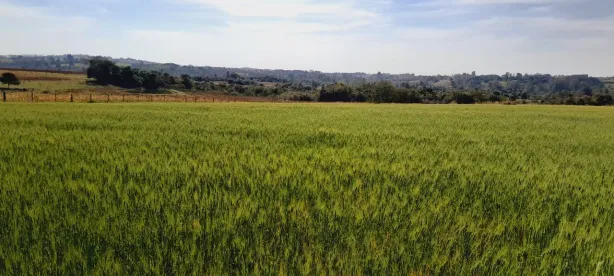 Fazenda/Sítio com 2 Quartos à venda, 80m² no , Cesário Lange