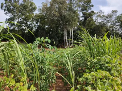 Fazenda/Sítio com 1 Quarto à venda, 6294m² no Integração, Passo Fundo
