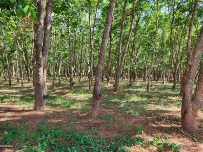 Fazenda/Sítio com 2 Quartos à venda, 100m² no Centro, Jales