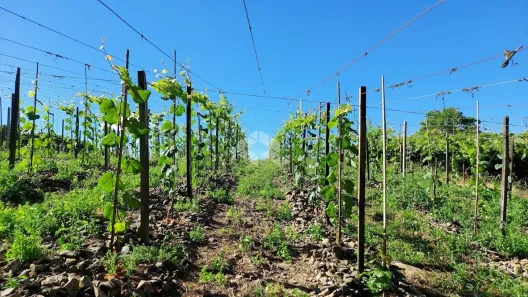 Fazenda/Sítio com 1 Quarto à venda, 24000m² no Centro, Monte Belo do Sul