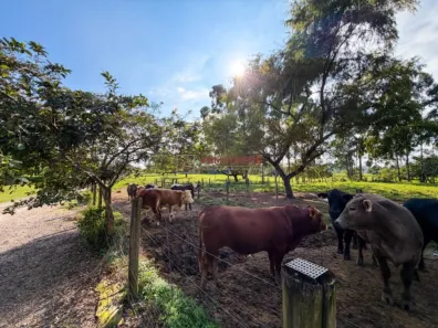 Fazenda/Sítio com 7 Quartos à venda, 240m² no Pachecos, Palhoça