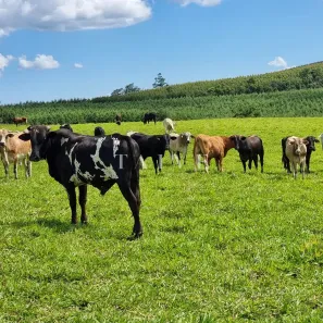Fazenda/Sítio com 5 Quartos à venda, 10m² no , Rio Branco do Ivaí