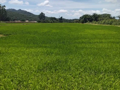 Fazenda/Sítio com 2 Quartos à venda, 150000m² no Nova Descoberta, Tijucas