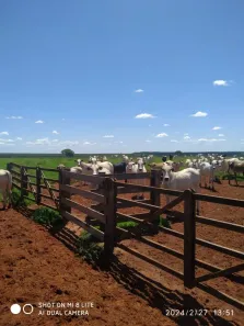 Fazenda/Sítio à venda, 12350000m² no Zona Rural, Paranaíba