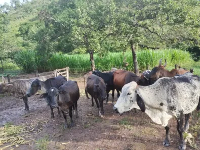 Fazenda/Sítio com 4 Quartos à venda, 11000m² no , Formoso