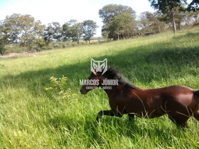 Fazenda/Sítio à venda, 1m² no , São João da Ponte