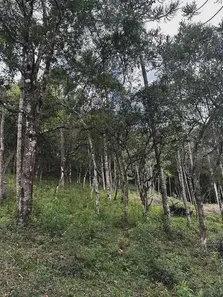 Fazenda/Sítio à venda, 63000m² no , Urubici