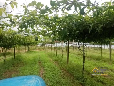 Fazenda/Sítio à venda, 37844m² no , São Miguel Arcanjo