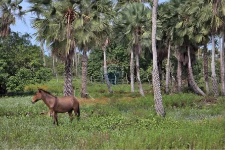 Lote/Terreno à venda, 14720m² no Aranaú, Acaraú