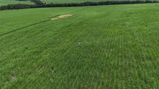 Fazenda/Sítio com 3 Quartos à venda, 517m² no Centro, Goianésia