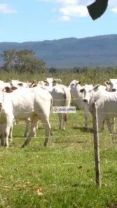 Fazenda/Sítio à venda, 9760000m² no Rural, Nossa Senhora do Livramento