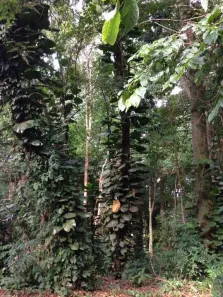 Lote/Terreno à venda, 2638m² no Jardim Santana, Campinas