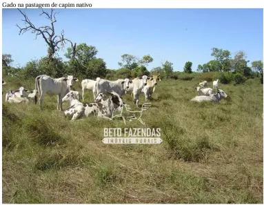 Fazenda/Sítio à venda, 367230000m² no , Luciára
