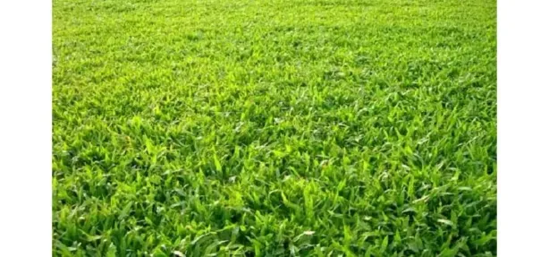 Lote/Terreno à venda, 1466m² no Jardim Califórnia, Ribeirão Preto