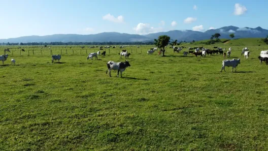 Lote/Terreno à venda, 480000m² no do Norte, Tijucas