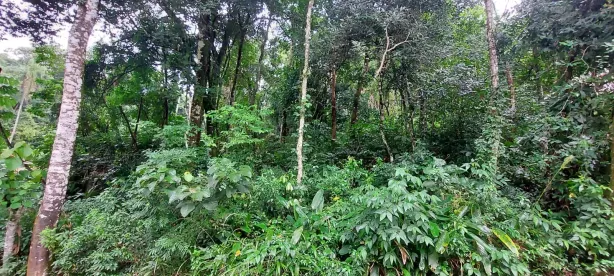 Lote/Terreno à venda, 1365m² no Caraguatá, Mairiporã
