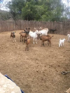 Fazenda/Sítio com 3 Quartos à venda, 80m² no Centro, São Caitano
