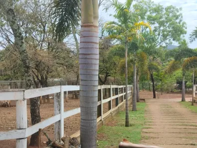 Fazenda/Sítio com 1 Quarto à venda, 250m² no Capim Rasteiro (Chácaras Campo Alegre), Contagem
