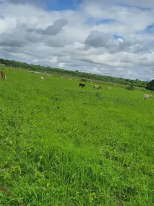 Fazenda/Sítio com 3 Quartos à venda, 2050000m² no , Bom Jesus