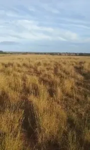 Fazenda/Sítio com 5 Quartos à venda, 155m² no , Mundo Novo