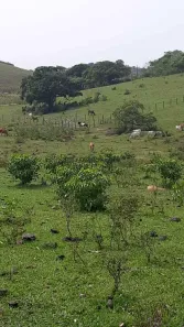 Lote/Terreno à venda, 20000m² no Cruz, São Pedro da Aldeia