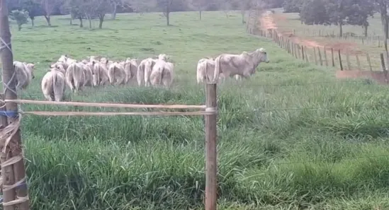 Fazenda/Sítio com 5 Quartos à venda, 518m² no , Cocalzinho de Goiás