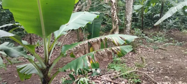 Lote/Terreno à venda, 100m² no Bairro de Camburi, São Sebastião