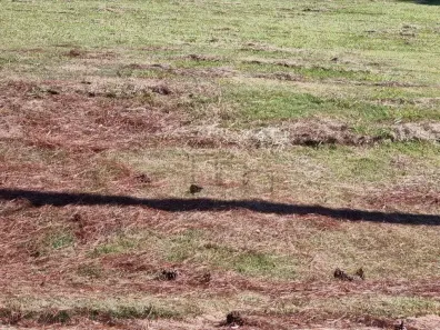 Lote/Terreno à venda, 1000m² no Vivendas do Lago, Sorocaba