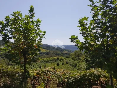 Fazenda/Sítio à venda, 130800m² no Linha Leopoldina, Bento Gonçalves