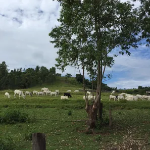 Fazenda/Sítio com 1 Quarto à venda, 157300000m² no , Iretama