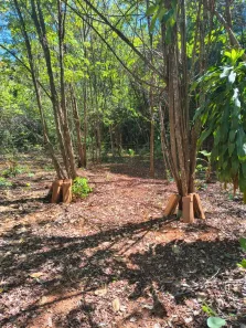 Fazenda/Sítio com 5 Quartos à venda, 3600m² no Setor Aeroporto Sul, Aparecida de Goiânia