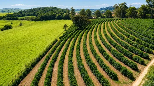 Fazenda/Sítio à venda, 24000m² no Centro, Silvianópolis