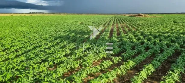 Fazenda/Sítio com 1 Quarto à venda, 330000000m² no Primavera do Leste, Primavera do Leste