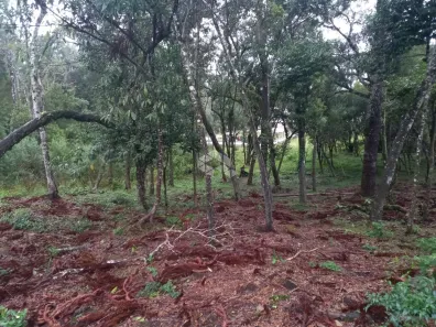 Lote/Terreno à venda, 811m² no Nova Petrópolis, Nova Petrópolis