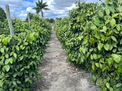 Fazenda/Sítio à venda, 106480m² no Centro, Sooretama